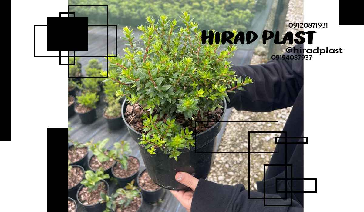 گلدان گلخانه ای