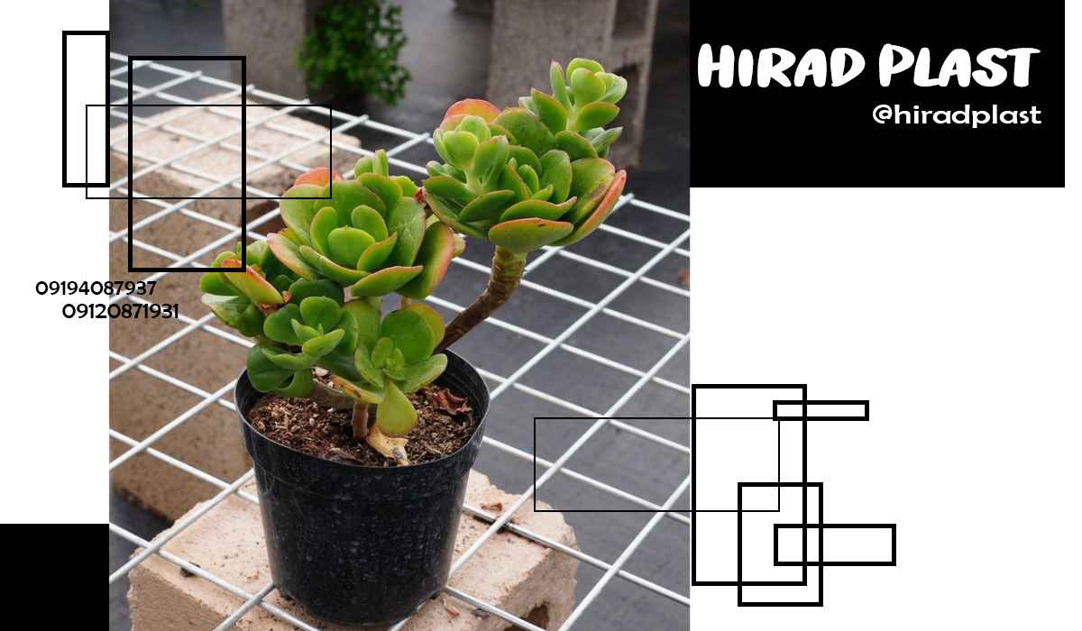 قیمت گلدان پلاستیکی
