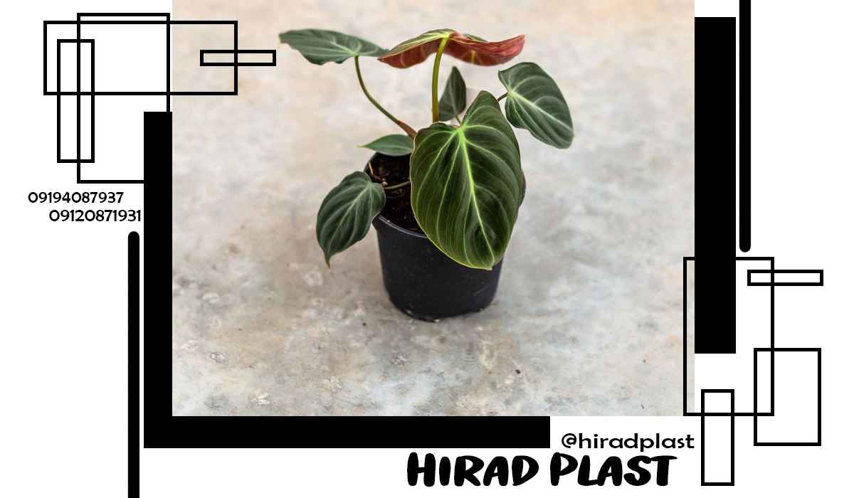 قیمت گلدان پلاستیکی