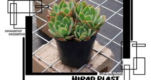 گلدان پلاستیکی