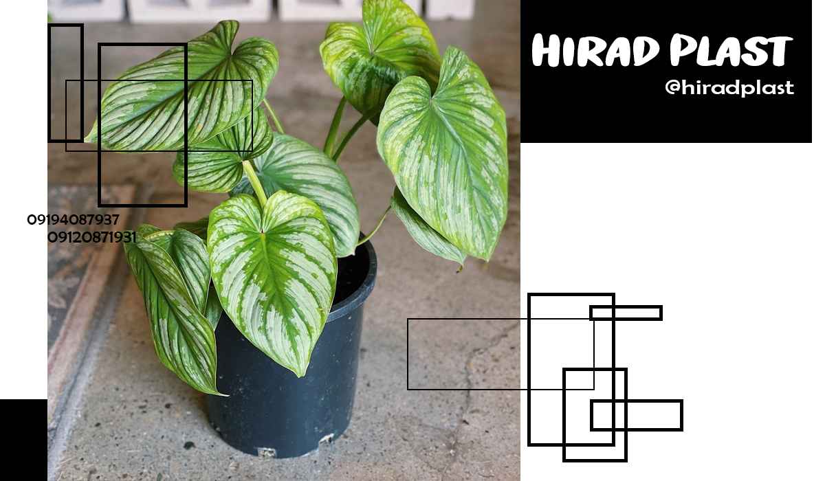 گلدان پلاستیکی