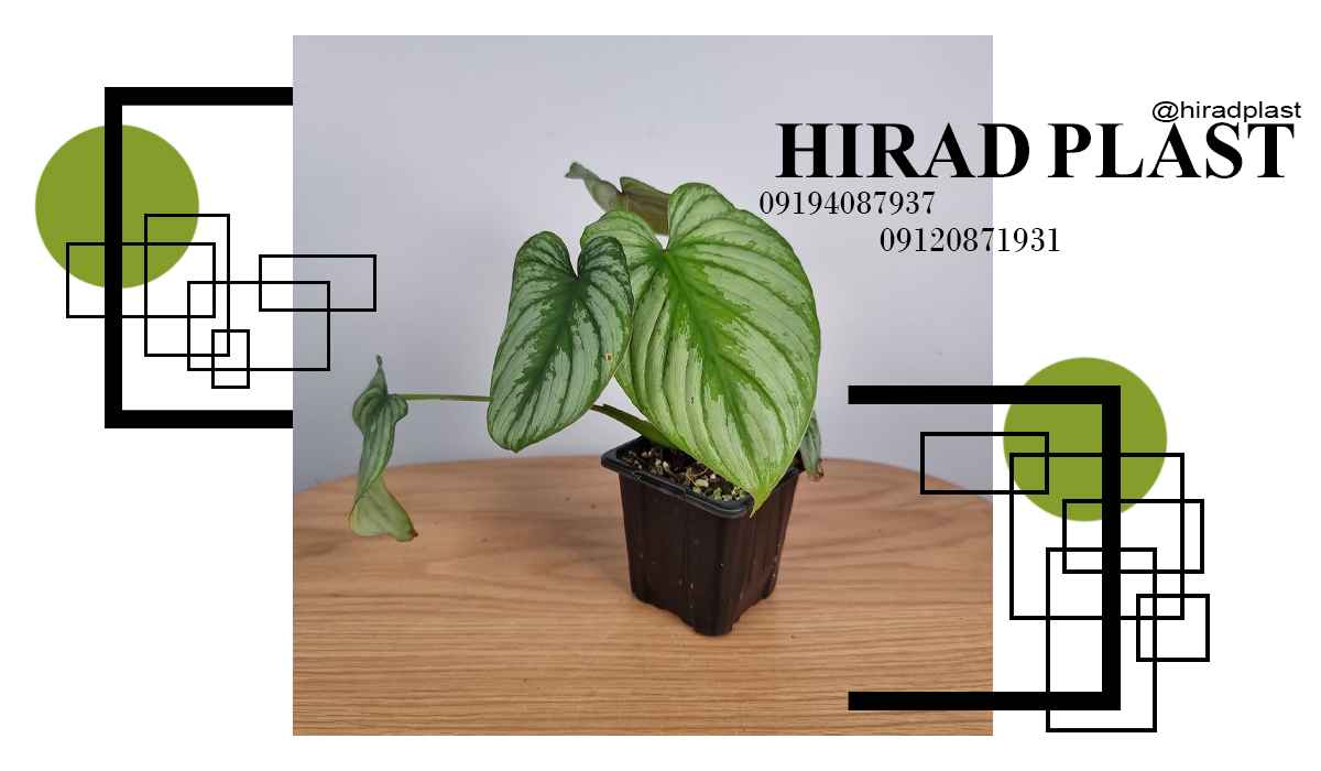 گلدان پلاستیکی