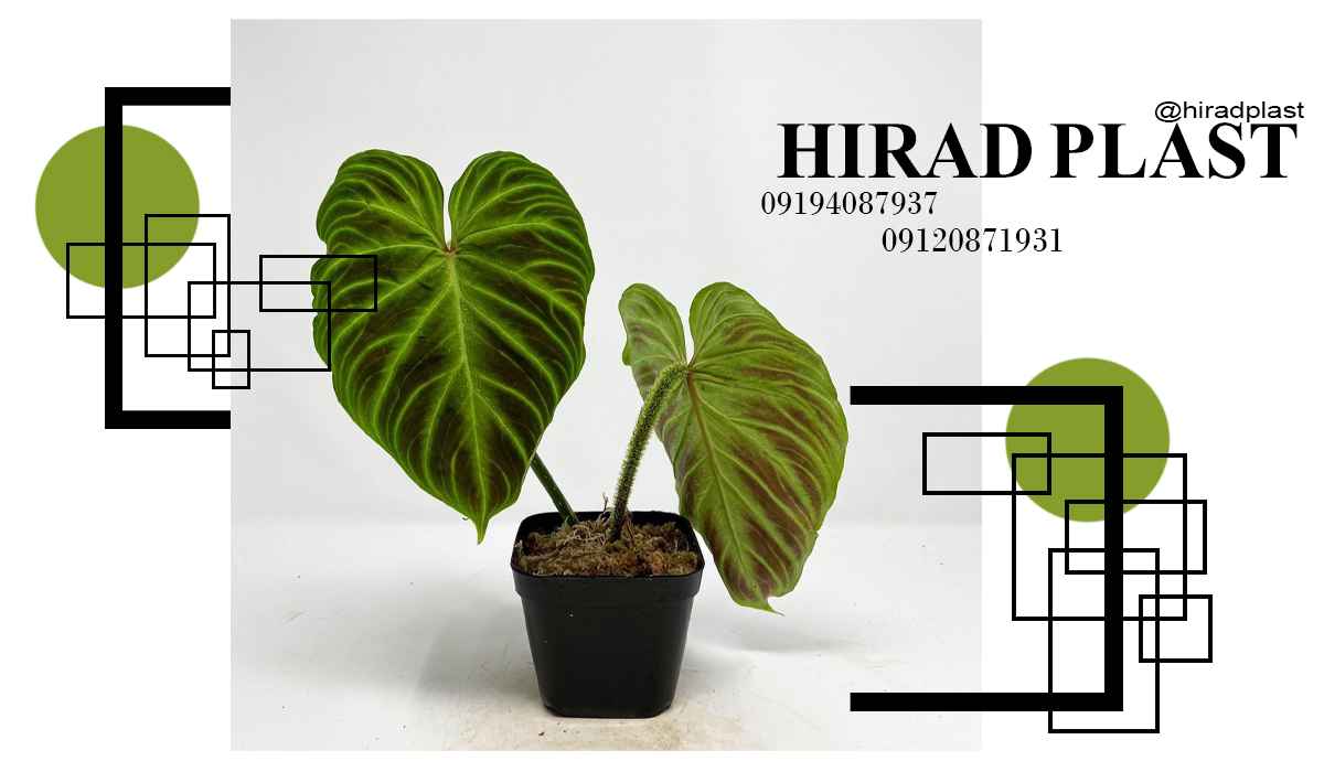 گلدان پلاستیکی عمده