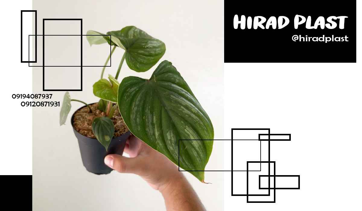 گلدان پلاستیکی کشاورزی