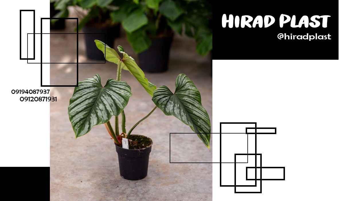 گلدان کشاورزی