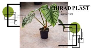 گلدان گلخانه ای