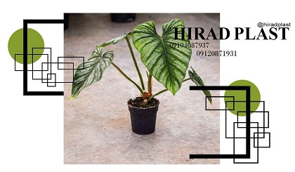 گلدان گلخانه ای