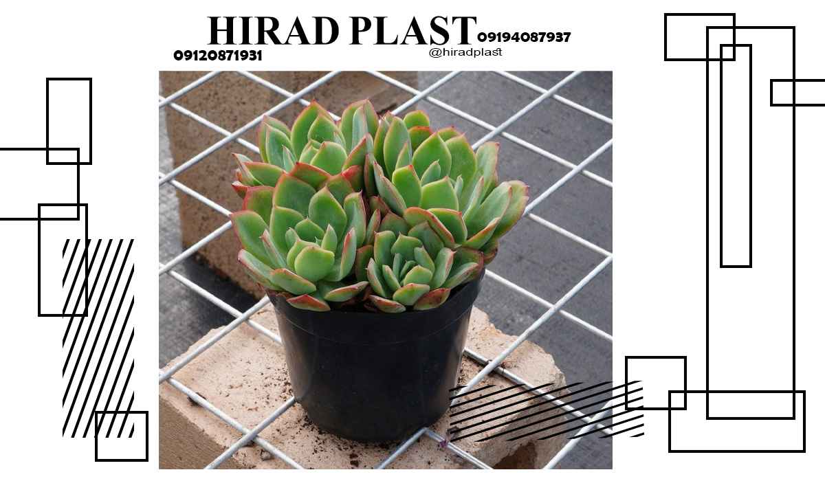 گلدان پلاستیکی نشا