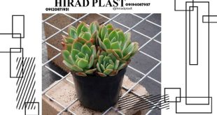 گلدان گلخانه ای