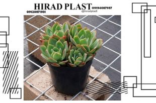 گلدان گلخانه ای