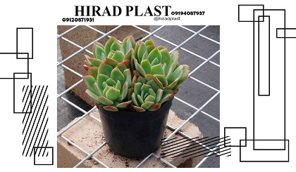 گلدان گلخانه ای