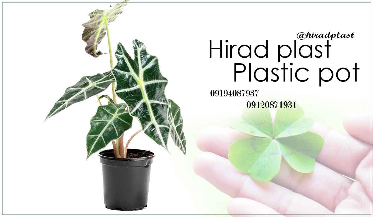 گلدان گلخانه ای عمده