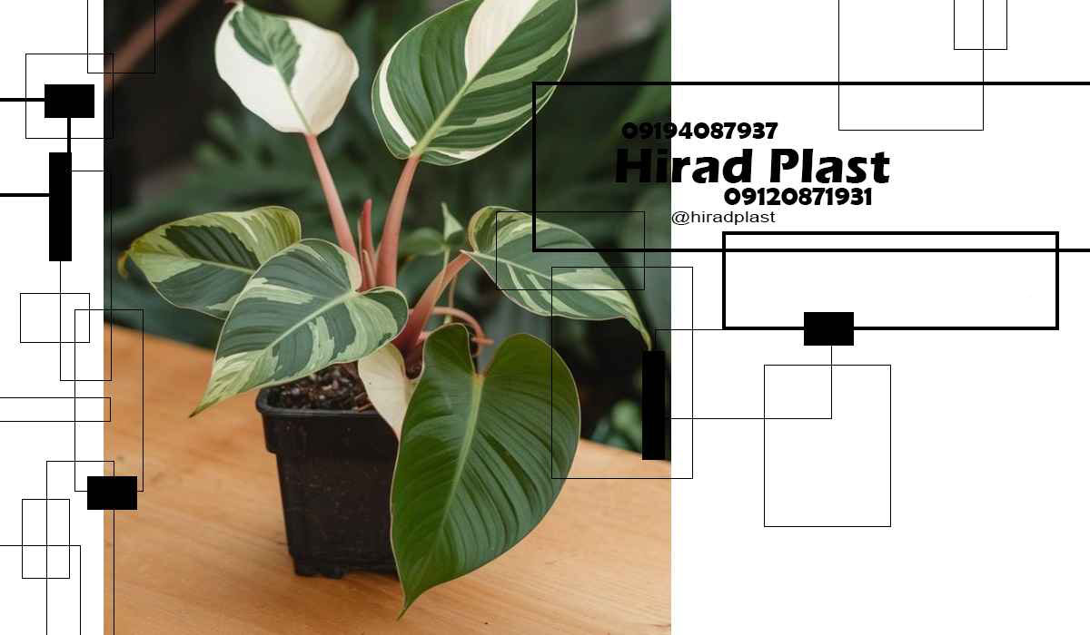 گلدان کشاورزی