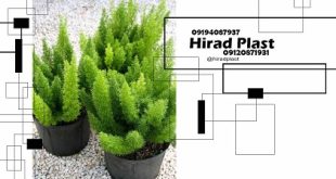 گلدان گلخانه ای